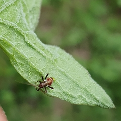 Closterotomus fulvomaculatus
