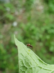 Closterotomus fulvomaculatus
