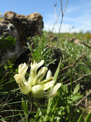 Astragalus glaucus