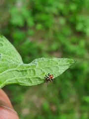 Closterotomus fulvomaculatus