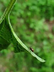 Closterotomus fulvomaculatus