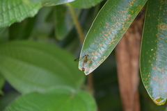 Eustenogaster micans