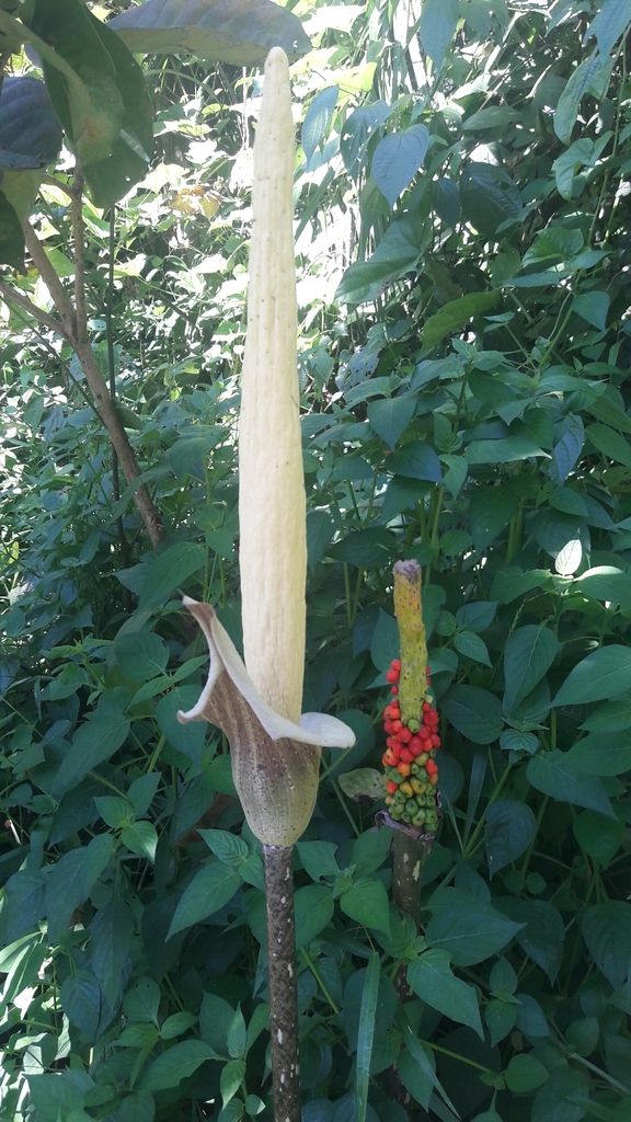 Amorphophallus variabilis (Amorphophallus variabilis)