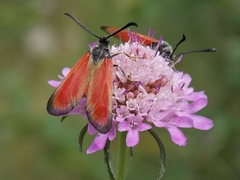 Zygaena rubicundus