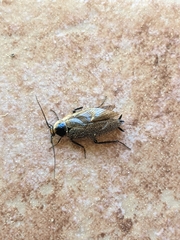 Ectobius erythronotus