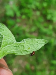 Closterotomus fulvomaculatus