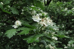 Crataegus ucrainica