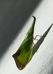 Odontoptera carrenoi