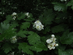 Crataegus ucrainica