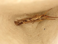 Limnephilus marmoratus