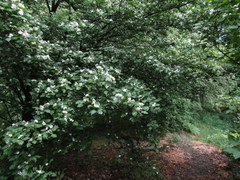 Crataegus ucrainica