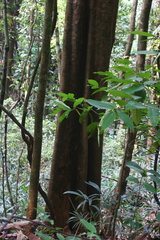 Polyalthia fragrans