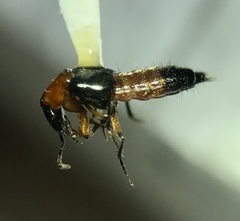 Laetulonthus laetulus