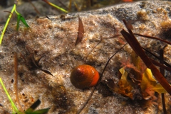 Phasianotrochus eximius