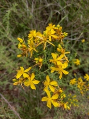 Hypericum perforatum