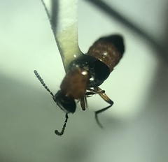 Laetulonthus laetulus