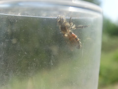 Andrena florea