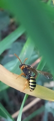 Nomada goodeniana