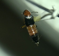 Laetulonthus laetulus