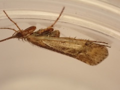 Limnephilus affinis