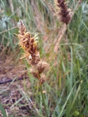 Carex disticha
