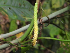 Anthurium myosuroides