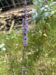 Anarrhinum