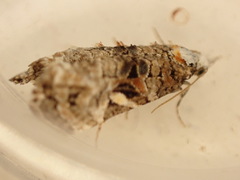 Phtheochroa rugosana