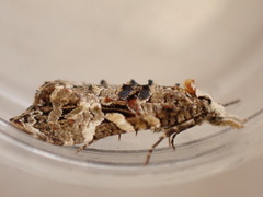 Phtheochroa rugosana