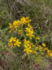 Hypericum perforatum