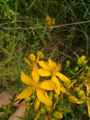 Hypericum perforatum