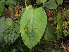 Anthurium myosuroides