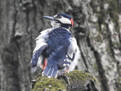 Dendrocopos major major