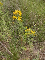 Hypericum perforatum