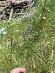 Anarrhinum