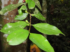 Erythroxylum coca