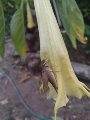 Xylophanes hannemanni
