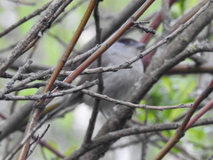 Sylvia atricapilla atricapilla