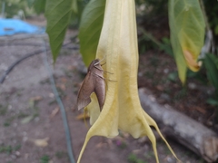 Xylophanes hannemanni