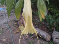 Xylophanes hannemanni