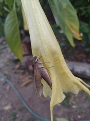 Xylophanes hannemanni