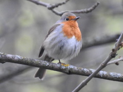 Erithacus rubecula rubecula