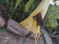 Xylophanes hannemanni