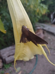 Xylophanes hannemanni