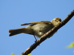 Phylloscopus trochilus acredula