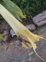 Xylophanes hannemanni