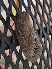 Gloveria arizonensis