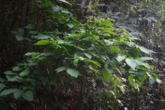Polyalthia fragrans