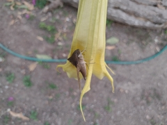 Xylophanes hannemanni