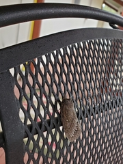 Gloveria arizonensis